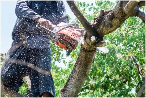 tree services Stephens City